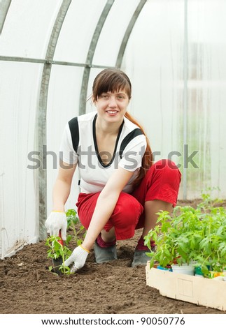 Female gardener planting tomato spouts in hothouse