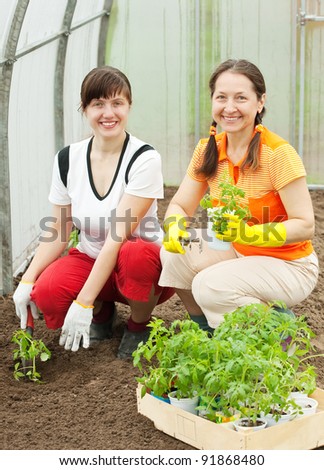 Two women planting tomato seedlings in greenhouse