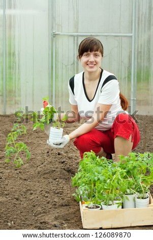 woman planting tomato spouts in greenhouse