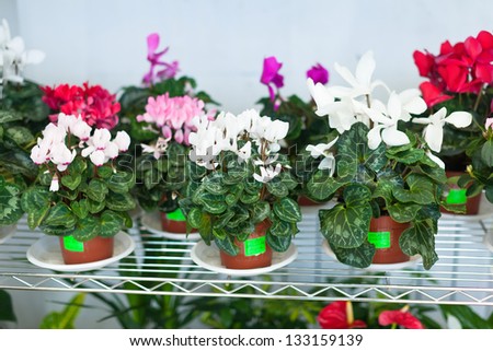 Shelves with Cyclamen in pots at flower store