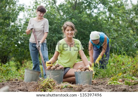 three women harvested potatoes in field