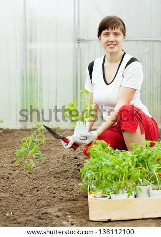 woman planting tomato spouts in greenhouse