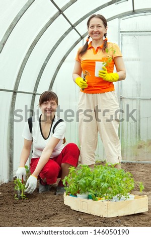 Female gardeners planting tomato spouts in hothouse