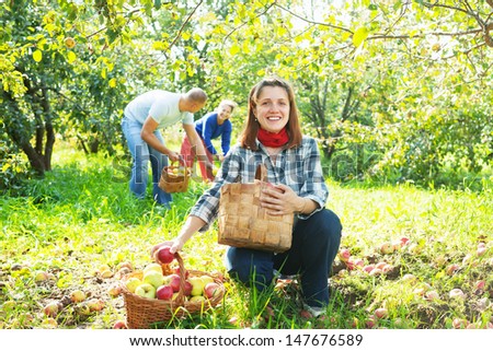 Happy family gathers apples in the garden
