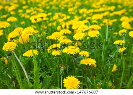 Close up of dandelion meadow in sunny summer day