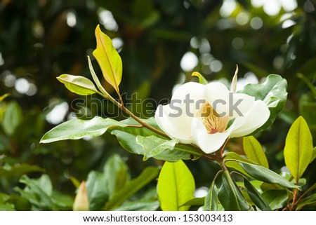 flower of flowering ficus tree in summer