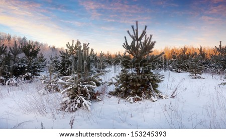 beauty wintry landscape with pines in sunrise