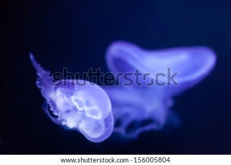 jellyfish (Aurelia aurita) in deep  water