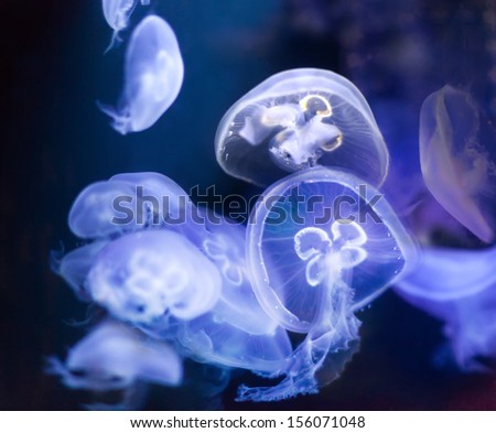 Many Common Jellyfish (Aurelia Aurita) In Deep Dark Water