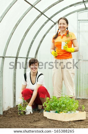 Two women planting tomato seedlings in hothouse