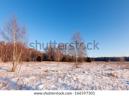 Russian wintry lanscape with birches in frozen day