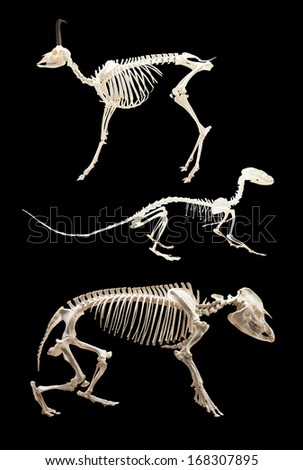 Set of skeletons of animals. Isolated over black background