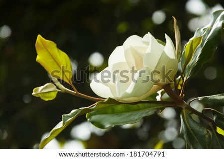 flower of blooming ficus tree