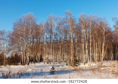 Russian landscape with birch forest in sunny winter day