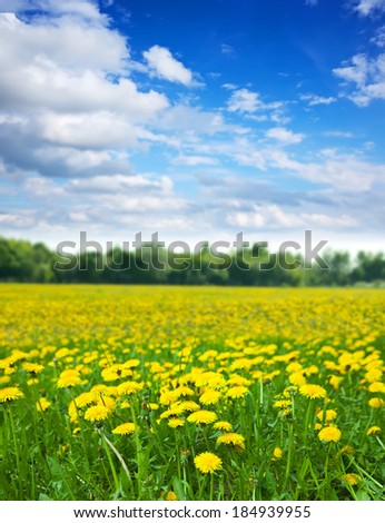Summer landscape with dandelions meadow in sunny summer day