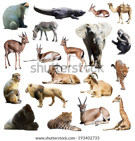 Set of african animals. Isolated on white  with shade