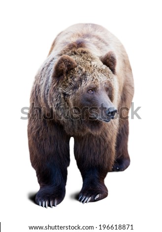 Brown bear. Isolated  over white background