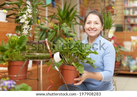 Mature woman chooses primrose  in flower store