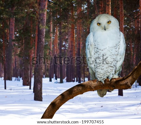 Snowy Owl (Bubo scandiacus) at pine forest in winter