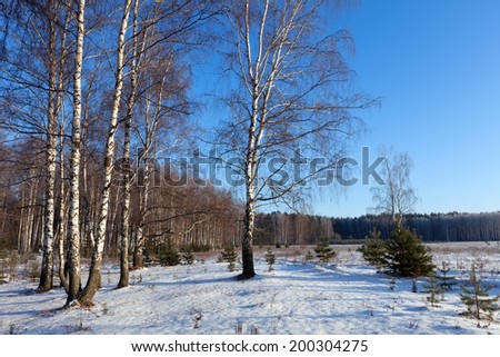 Horizontal landscape with birches glove in sunny winter day