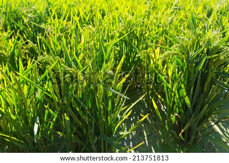 Rice grows in water at field  in sunny day
