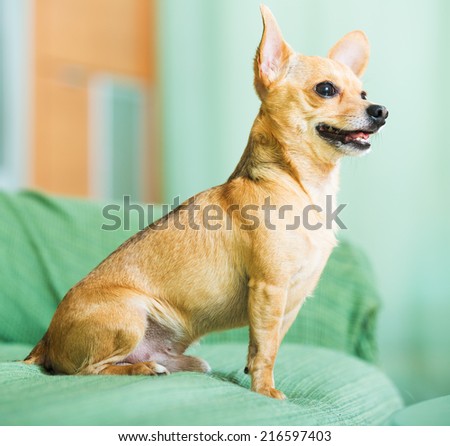 Russian Toy Terrier resting on couch at home