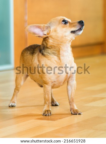 Moscow Toy Terrier standing on the parquet floor