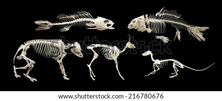 Set of skeletons of animals and fish. Isolated over black background