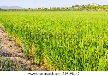 Typical rural landscape with rice fields