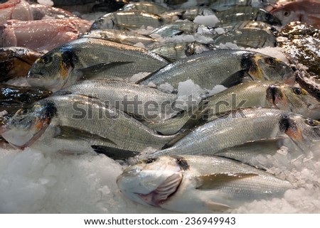 Fresh gilt-head bream and other fish on spanish market counter