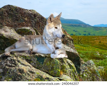 White wolf lays on stone in wildness mountains area