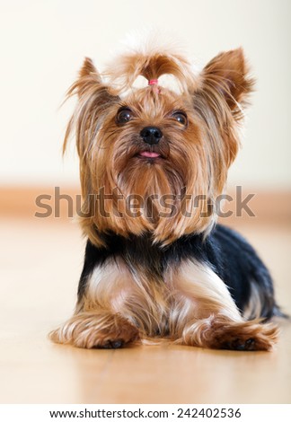 Portrait of small Yorkshire Terrier dog on laminated floor