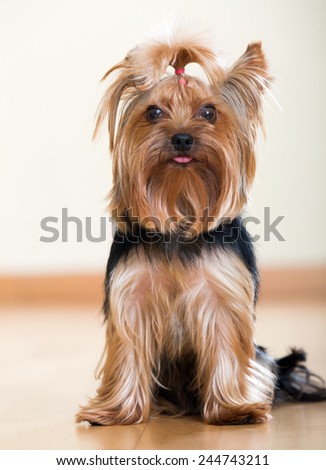 Funny Yorkshire Terrier sitting on laminated floor
