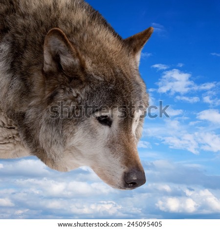 Head of wolf  against cloudy sky background