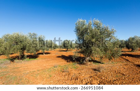 Spanish winter landscape with Olives fields