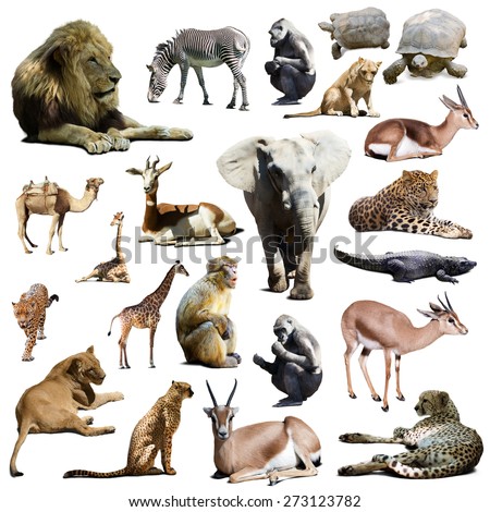 lions, elephant and other African animals. Isolated over white background  with shade