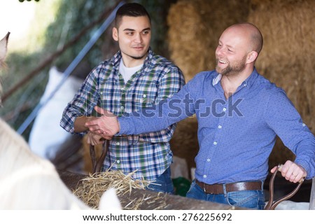 Two farm workers feeding white horses with the hay at stable