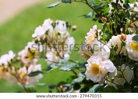 White roses plant in  garden