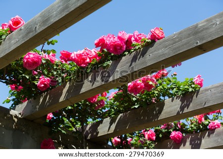 Flowering  rose roses plant at spring  garden with sky in background