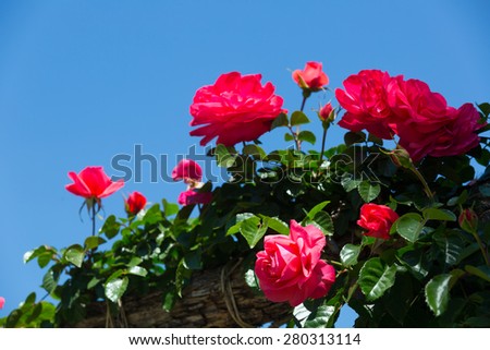 Flowering  red roses plant at spring  garden