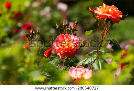 blossoming  roses plant in spring  garden