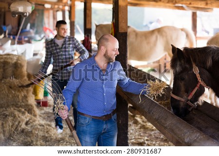 Two european farm workers feeding horses with the hay at stable