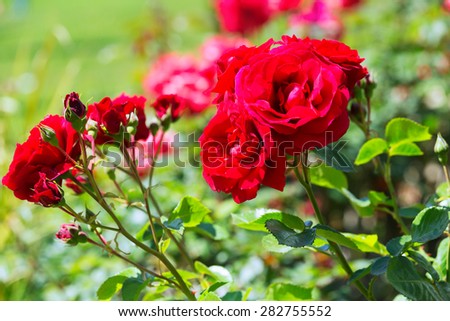 blossoming red roses plant in spring