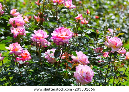Flowering  roses plant at spring  garden in sunny day