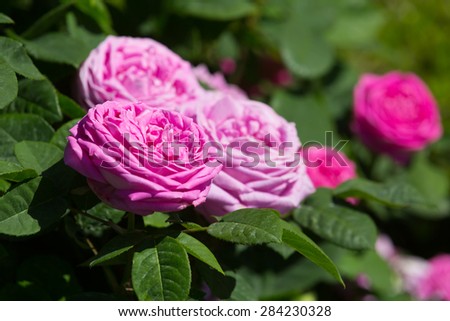 Flowering  rose roses plant at spring  garden in sunny day