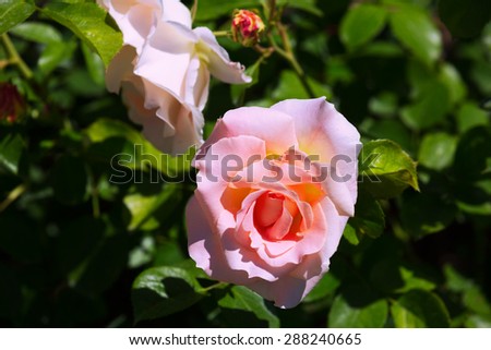 blossoming  roses plant at spring  garden in sunny day
