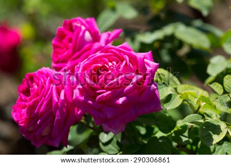 roses plant at spring  garden in sunny day