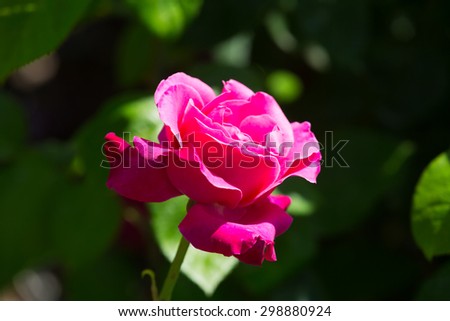 Flowering  red roses plant at spring  garden in sunny day