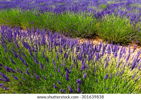 Plant of lavender  in summer time