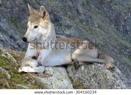 Gray wolf lays on rock in wildness mountains area